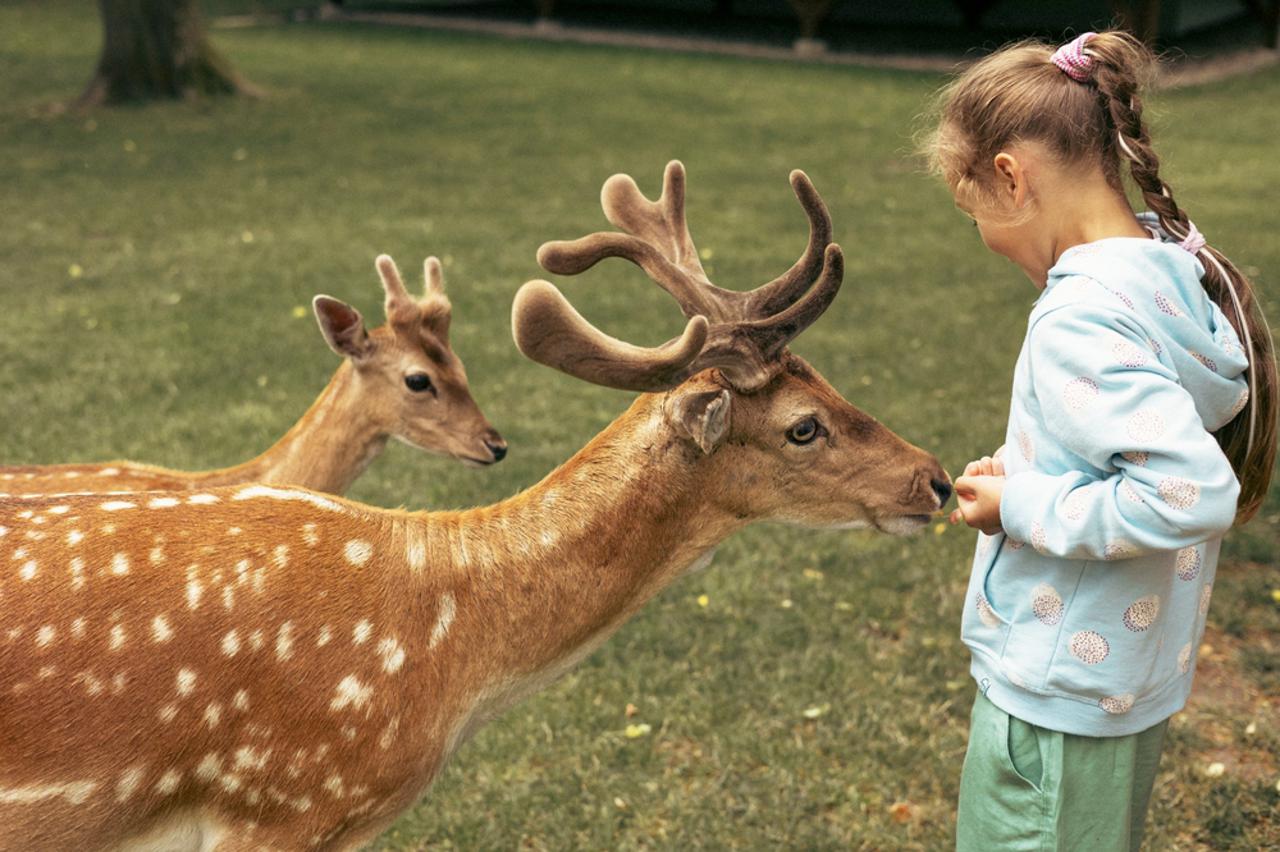 deer