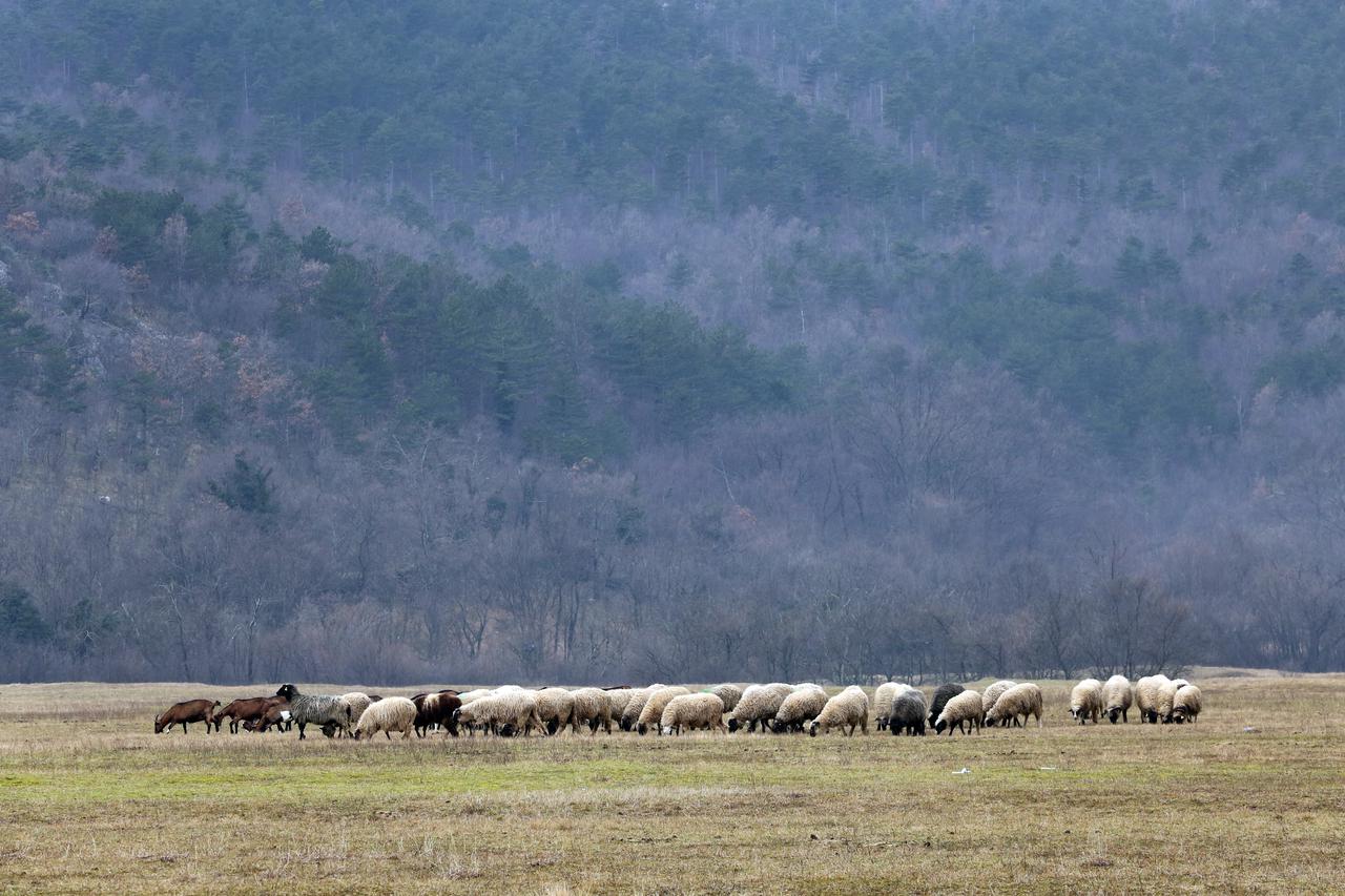 Stado ovaca pase na livadi uz prometnicu na Grobni?kom polju