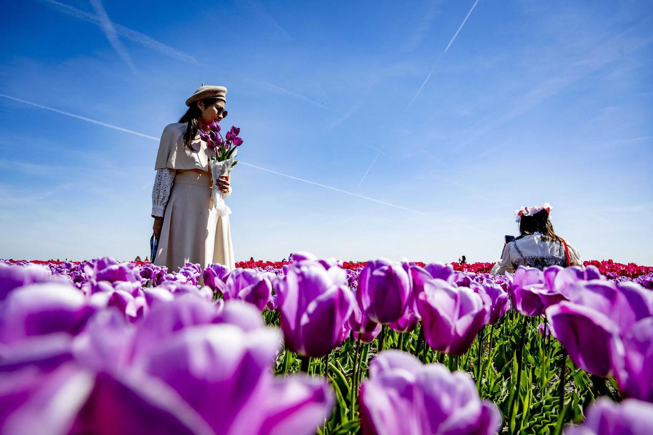 Tourists Visit Tulip Fields - Netherlands
